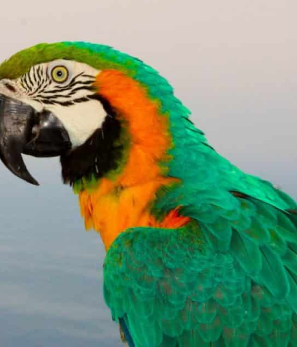 parrot metaphor